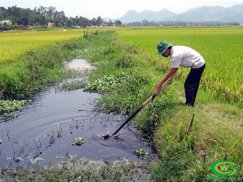 Nước thải nông nghiệp gây ảnh hưởng xấu đến môi trường